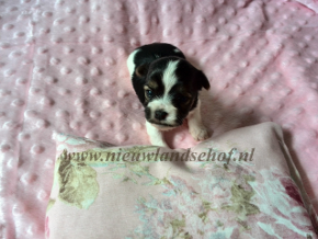 Dacey