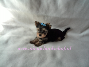 Danty