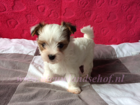Ginette