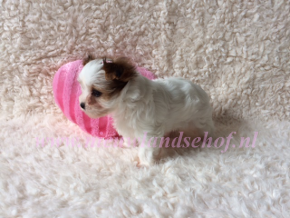Ginette