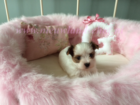 Ginette