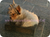 foto6
